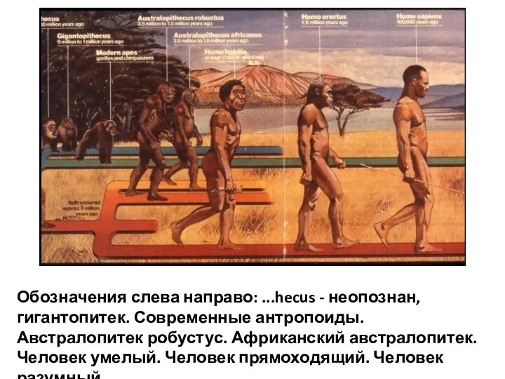 Обозначения слева направо: ...hecus - неопознан, гигантопитек. Современные антропоиды. Австралопитек робустус. Африканский австралопитек.