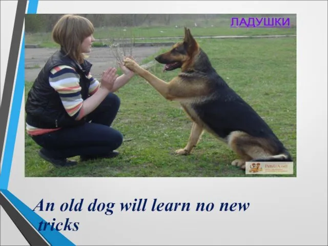 An old dog will learn no new tricks