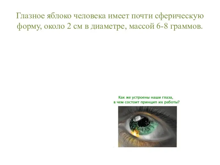 Глазное яблоко человека имеет почти сферическую форму, около 2 см в диаметре, массой 6-8 граммов.