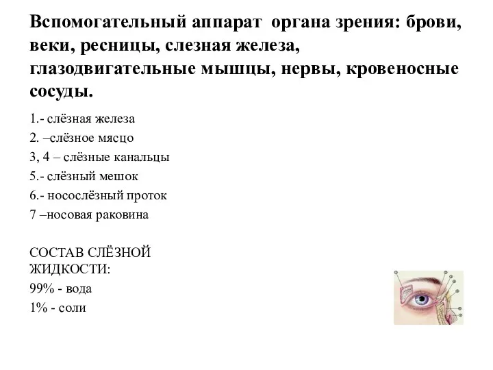 Вспомогательный аппарат органа зрения: брови, веки, ресницы, слезная железа, глазодвигательные