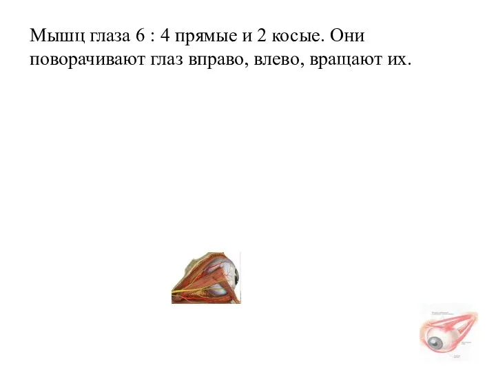 Мышц глаза 6 : 4 прямые и 2 косые. Они поворачивают глаз вправо, влево, вращают их.