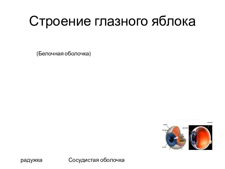 Строение глазного яблока радужка Сосудистая оболочка (Белочная оболочка)