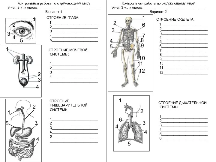 СТРОЕНИЕ ГЛАЗА: 1_______________________ 2_______________________3_______________________4_______________________5_______________________ СТРОЕНИЕ МОЧЕВОЙ СИСТЕМЫ: 1_______________________2_______________________3_______________________4_______________________________________________ СТРОЕНИЕ ПИЩЕВАРИТЕЛЬНОЙ