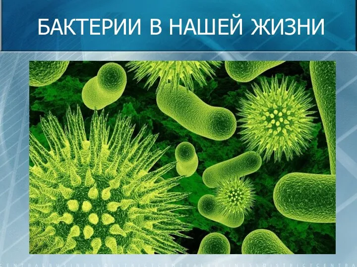 Презентация Бактерии в нашей жизни