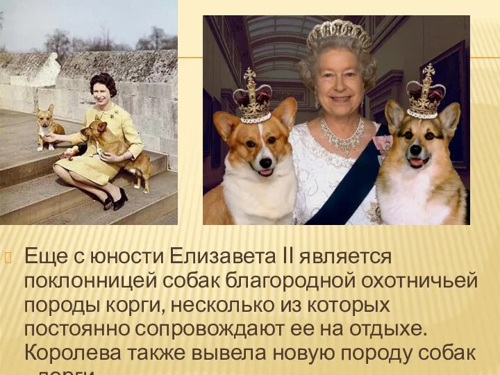 Еще с юности Елизавета II является поклонницей собак благородной охотничьей
