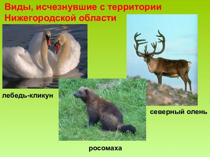 Виды, исчезнувшие с территории Нижегородской области лебедь-кликун северный олень росомаха