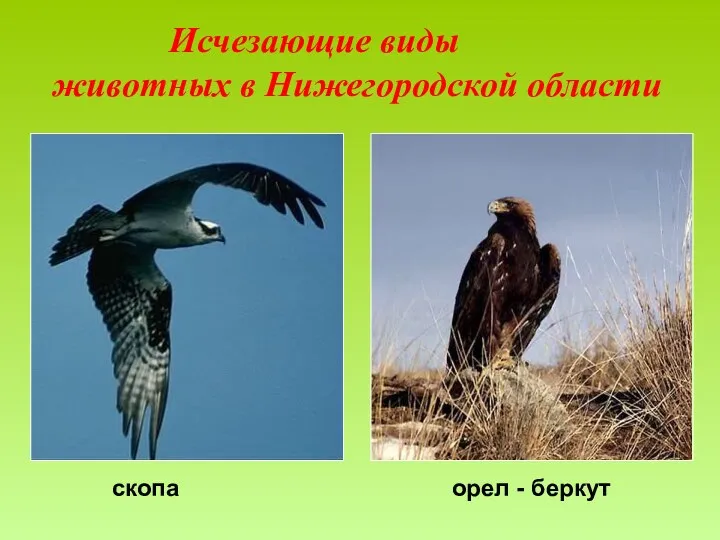 Исчезающие виды животных в Нижегородской области скопа орел - беркут