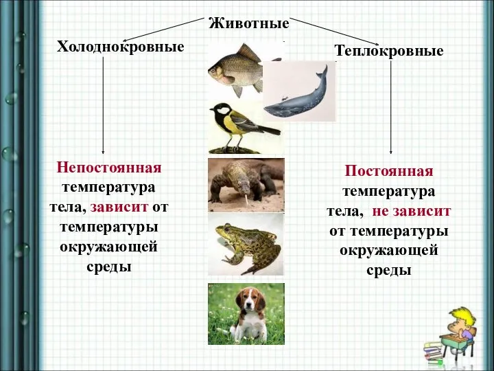 Животные Теплокровные Холоднокровные Непостоянная температура тела, зависит от температуры окружающей