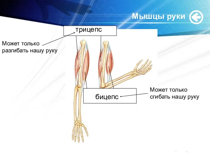 www.themegallery.com Мышцы руки трицепс бицепс Может только разгибать нашу руку Может только сгибать нашу руку