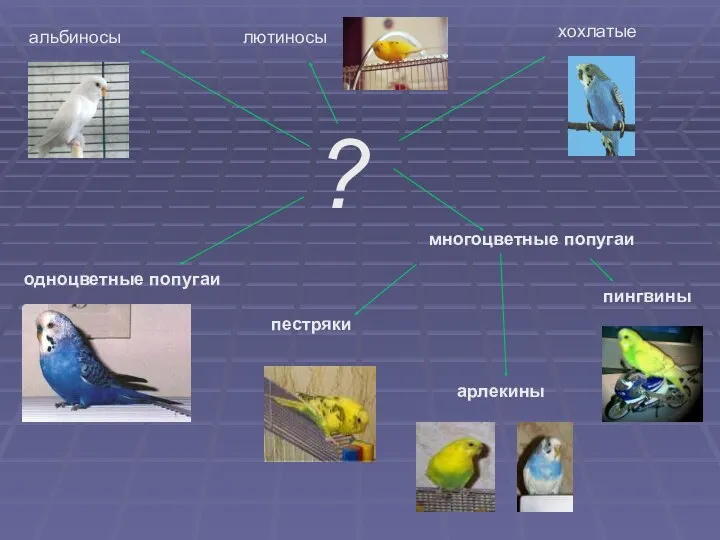 : ? одноцветные попугаи многоцветные попугаи пестряки арлекины пингвины хохлатые альбиносы лютиносы