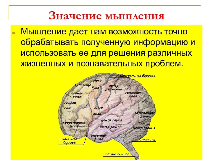 Значение мышления Мышление дает нам возможность точно обрабатывать полученную информацию