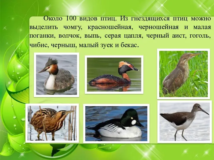 Около 100 видов птиц. Из гнездящихся птиц можно выделить чомгу, красношейная, черношейная и