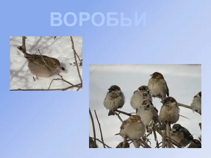 ВОРОБЬИ