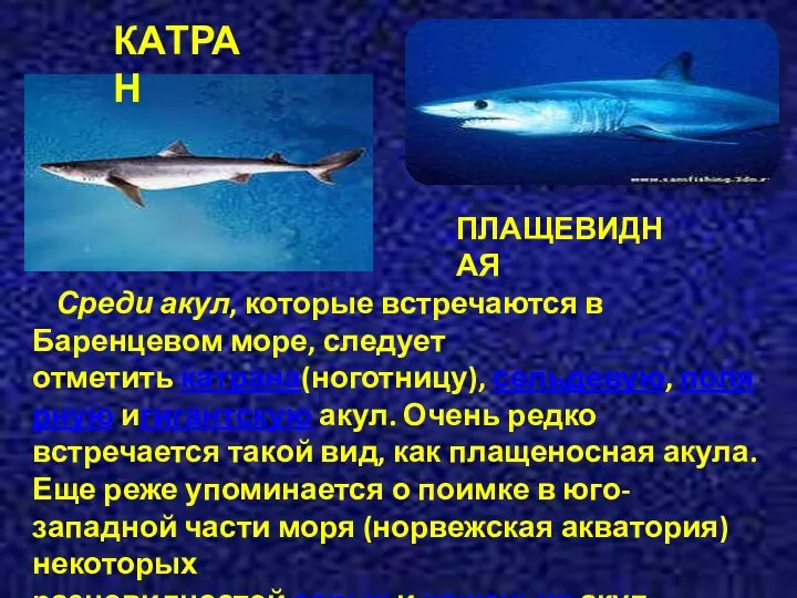 Среди акул, которые встречаются в Баренцевом море, следует отметить катрана(ноготницу),