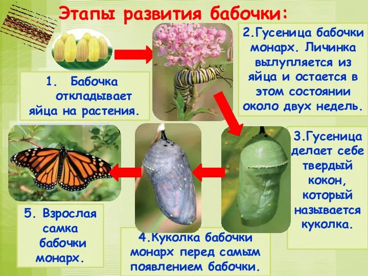 4.Куколка бабочки монарх перед самым появлением бабочки. 3.Гусеница делает себе