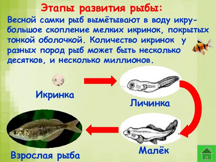 Этапы развития рыбы: Весной самки рыб вымётывают в воду икру-