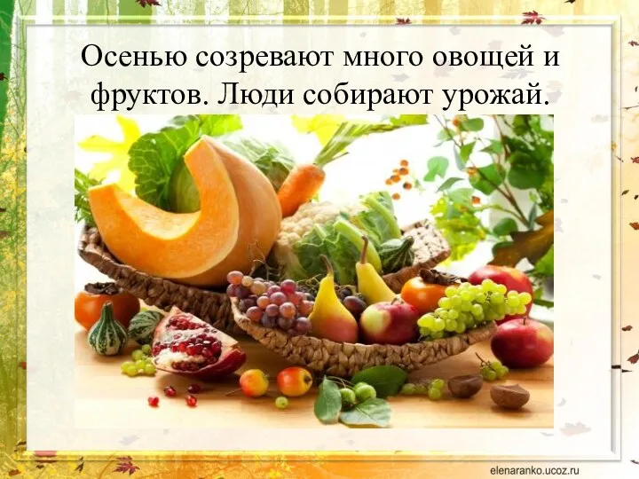 Осенью созревают много овощей и фруктов. Люди собирают урожай.