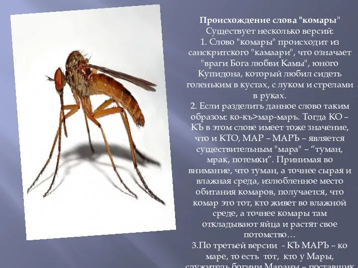 Происхождение слова "комары" Существует несколько версий: 1. Слово "комары" происходит из санскритского "камаари",
