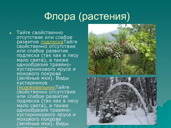 Флора (растения) Тайге свойственно отсутствие или слабое развитие подлескаТайге свойственно отсутствие или слабое