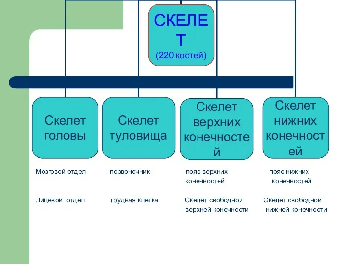 Мозговой отдел позвоночник пояс верхних пояс нижних конечностей конечностей Лицевой