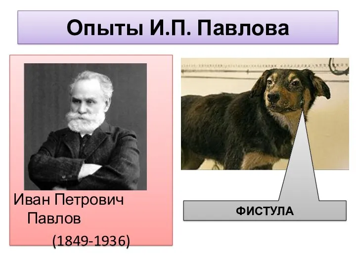 Опыты И.П. Павлова Иван Петрович Павлов (1849-1936) ФИСТУЛА