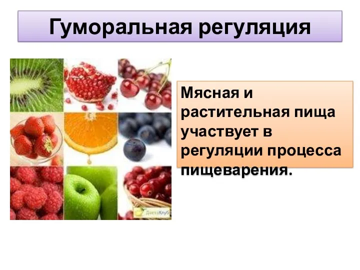 Гуморальная регуляция Мясная и растительная пища участвует в регуляции процесса пищеварения.