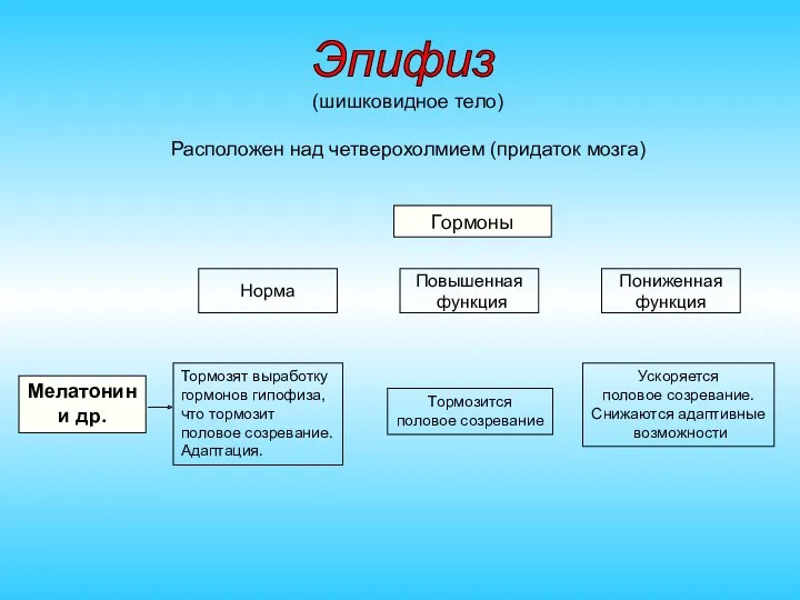 (шишковидное тело) Расположен над четверохолмием (придаток мозга) Гормоны Норма Повышенная