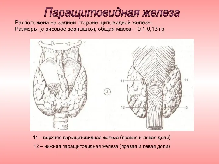 11 – верхняя паращитовидная железа (правая и левая доли) 12