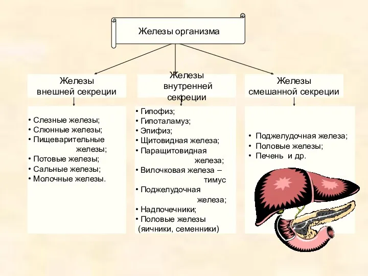 Железы внутренней секреции Железы смешанной секреции Железы внешней секреции Слезные