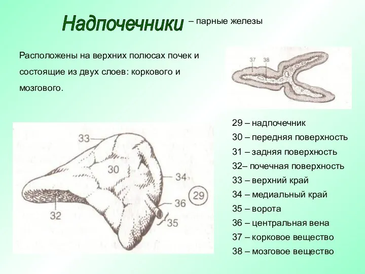 Расположены на верхних полюсах почек и состоящие из двух слоев: