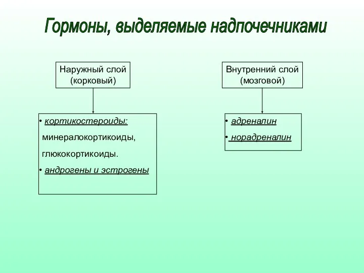 Наружный слой (корковый) Внутренний слой (мозговой) кортикостероиды: минералокортикоиды, глюкокортикоиды. андрогены