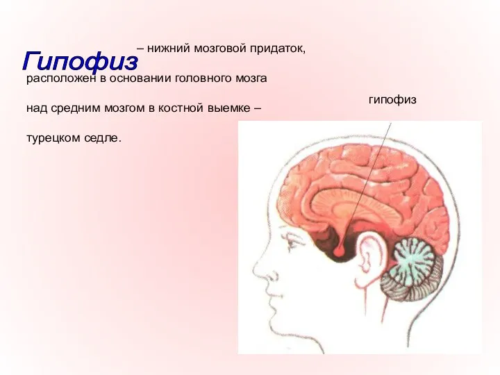 – нижний мозговой придаток, расположен в основании головного мозга над