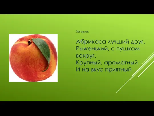 Абрикоса лучший друг. Рыженький, с пушком вокруг. Крупный, ароматный И на вкус приятный. Загадка: