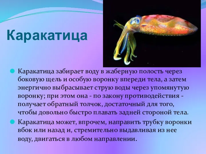 Каракатица Каракатица забирает воду в жаберную полость через боковую щель