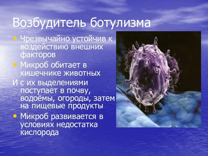 Возбудитель ботулизма Чрезвычайно устойчив к воздействию внешних факторов Микроб обитает