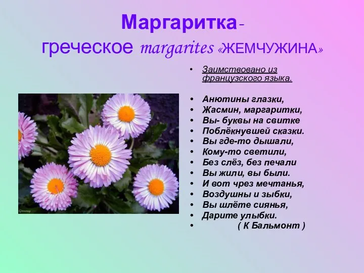 Маргаритка- греческое margarites «ЖЕМЧУЖИНА» Заимствовано из французского языка. Анютины глазки,