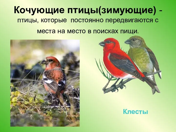 Кочующие птицы(зимующие) - птицы, которые постоянно передвигаются с места на место в поисках пищи. Клесты