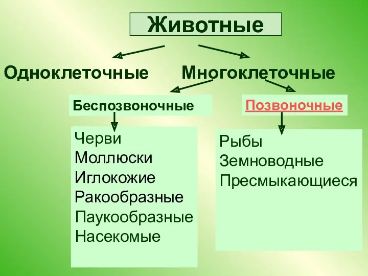 Животные Одноклеточные Многоклеточные Беспозвоночные Позвоночные Черви Моллюски Иглокожие Ракообразные Паукообразные Насекомые Рыбы Земноводные Пресмыкающиеся