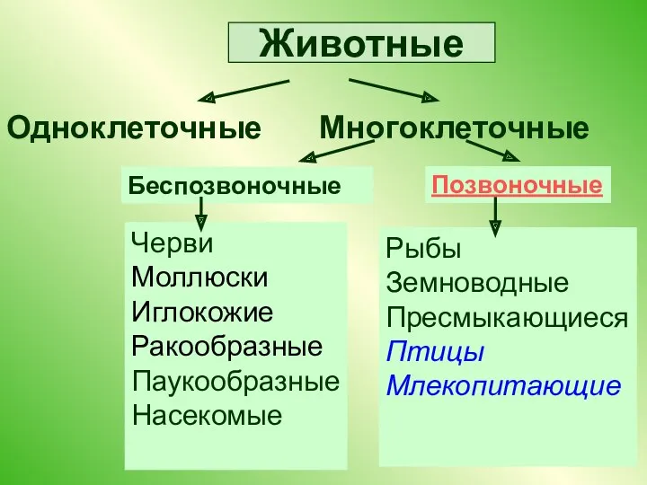 Животные Одноклеточные Многоклеточные Беспозвоночные Позвоночные Черви Моллюски Иглокожие Ракообразные Паукообразные Насекомые Рыбы Земноводные Пресмыкающиеся Птицы Млекопитающие