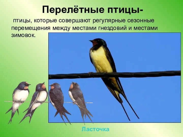 Перелётные птицы- птицы, которые совершают регулярные сезонные перемещения между местами гнездовий и местами зимовок. Ласточка