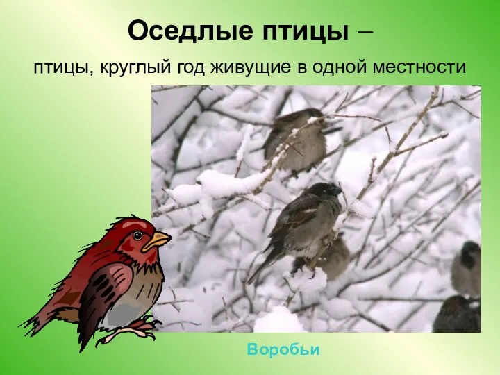 Оседлые птицы – птицы, круглый год живущие в одной местности Воробьи