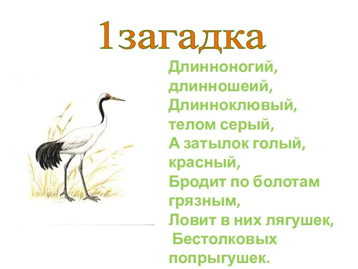 1загадка Длинноногий, длинношеий, Длинноклювый, телом серый, А затылок голый, красный,