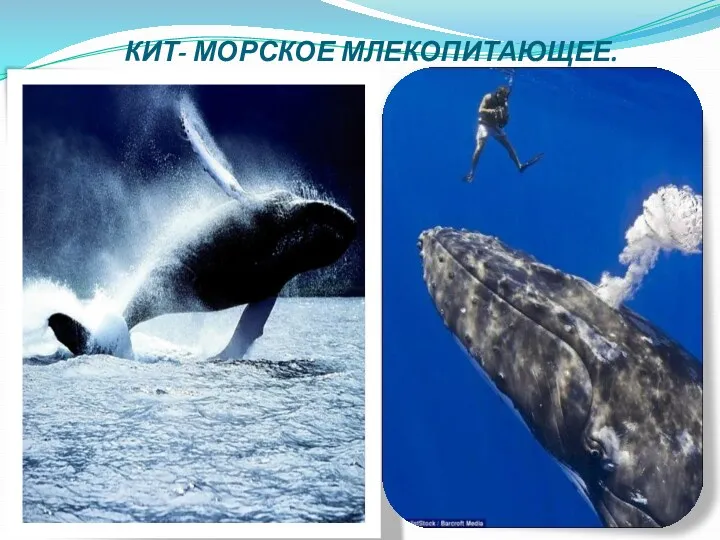 КИТ- МОРСКОЕ МЛЕКОПИТАЮЩЕЕ.