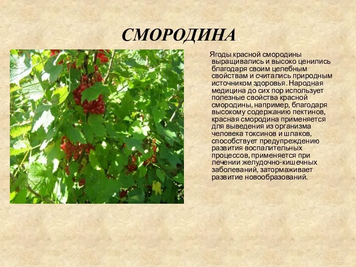 Смородина. Ягоды красной смородины выращивались и высоко ценились благодаря своим целебным свойствам и