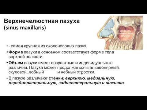 Верхнечелюстная пазуха (sinus maxillaris) - самая крупная из околоносовых пазух.