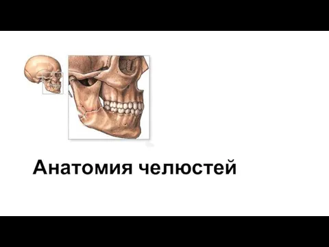 Анатомия челюстей