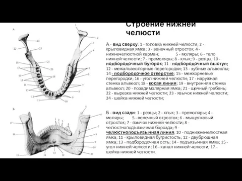 Строение нижней челюсти А - вид сверху: 1 - головка