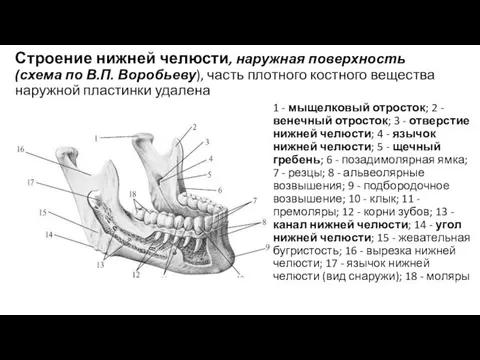 Строение нижней челюсти, наружная поверхность (схема по В.П. Воробьеву), часть