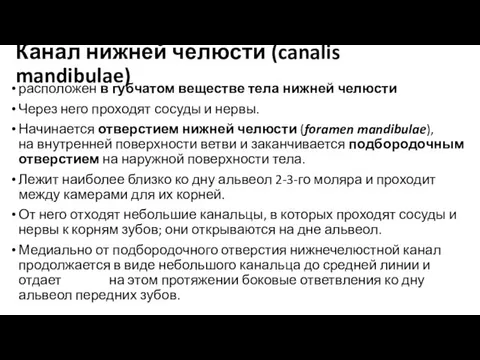 Канал нижней челюсти (canalis mandibulae) расположен в губчатом веществе тела