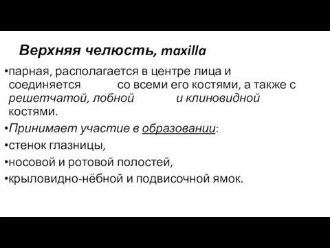 Верхняя челюсть, maxilla парная, располагается в центре лица и соединяется